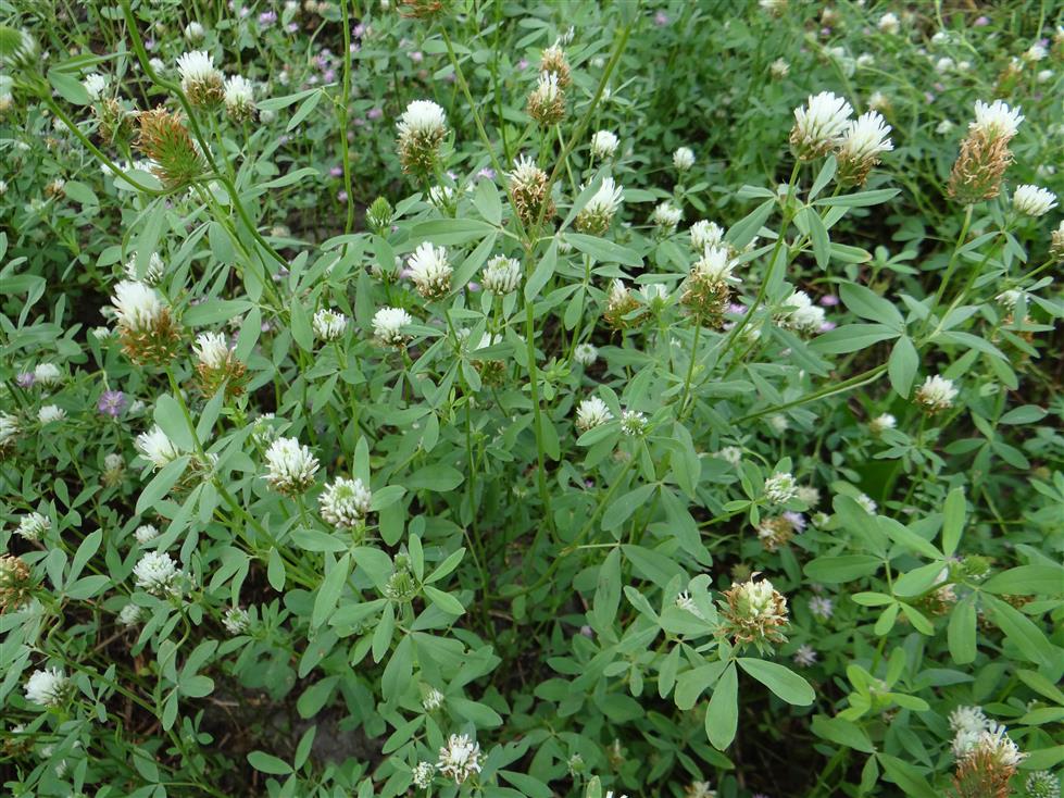 Trifolium alexandrium